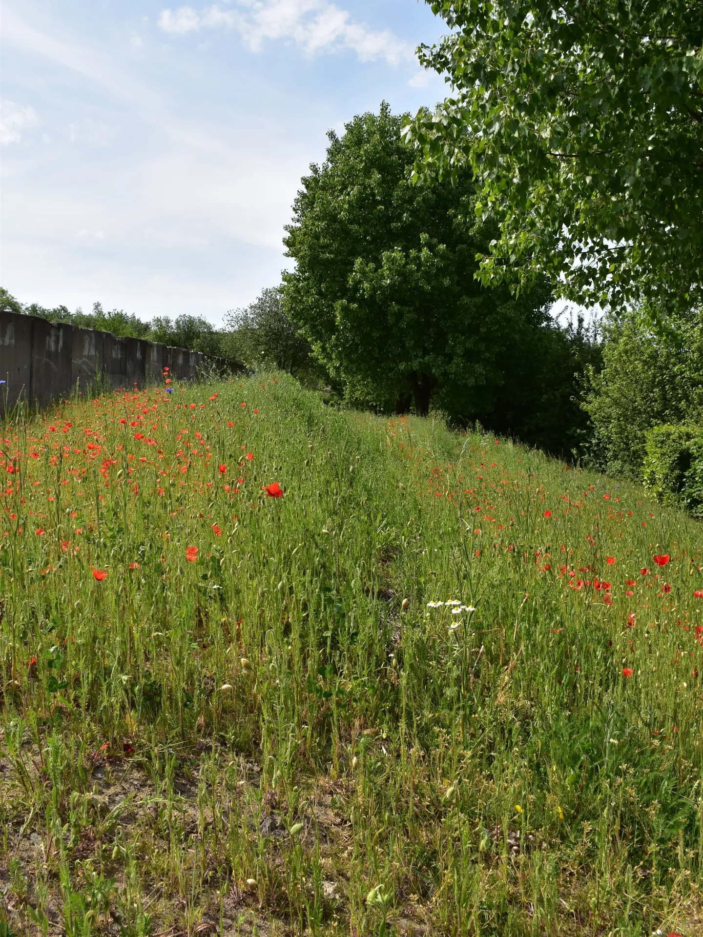Pré fleuri