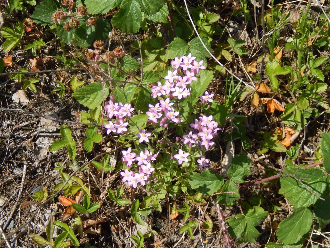 20220622_Erythrée petite centaurée (2).JPG